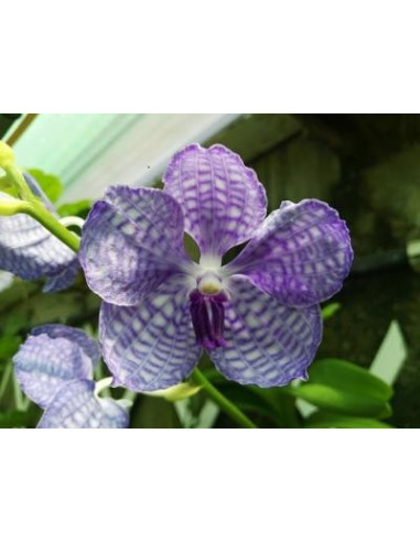 Buganvilla 10 ml Investigacion El Jardi de Les Essencies