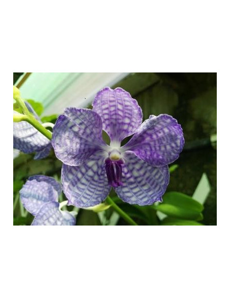 Buganvilla 10 ml Investigacion El Jardi de Les Essencies