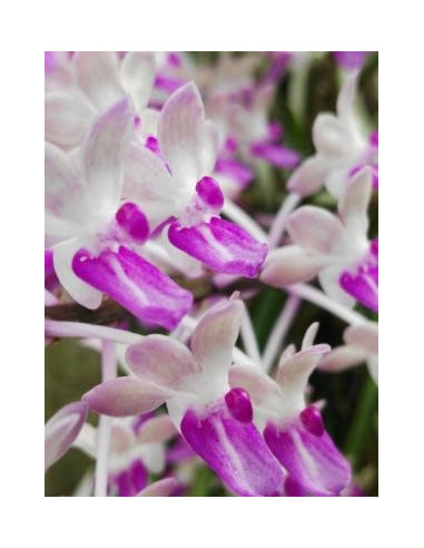 Buganvilla 10 ml Investigacion El Jardi de Les Essencies