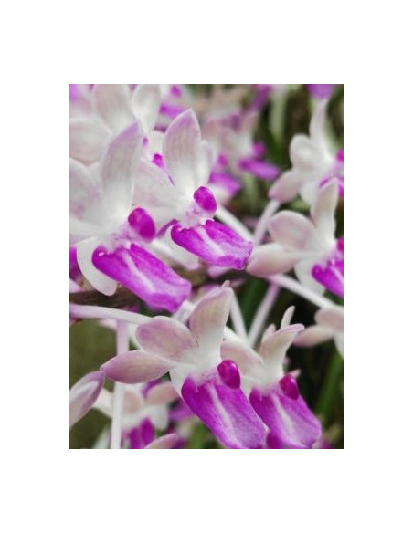 Buganvilla 10 ml Investigacion El Jardi de Les Essencies