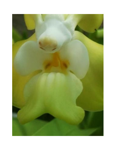 Buganvilla 10 ml Investigacion El Jardi de Les Essencies