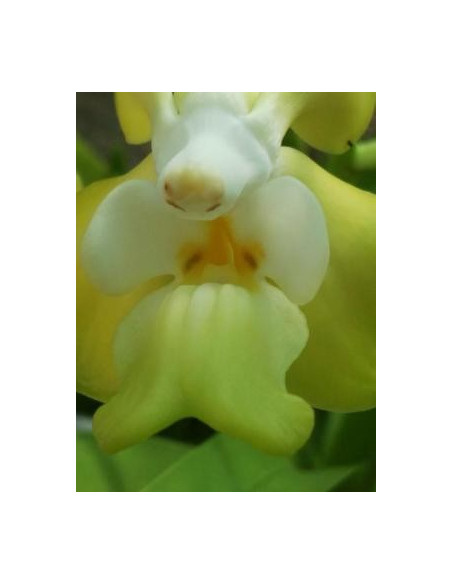 Buganvilla 10 ml Investigacion El Jardi de Les Essencies