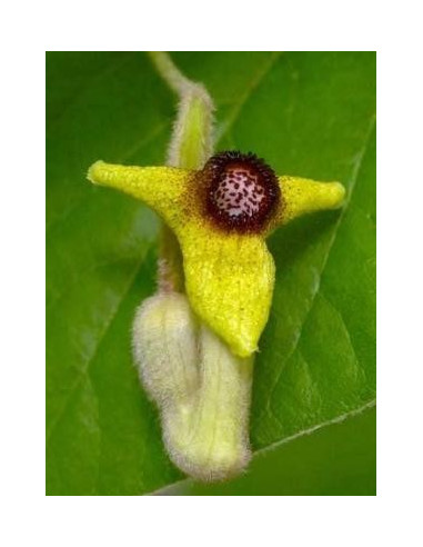 Buganvilla 10 ml Investigacion El Jardi de Les Essencies