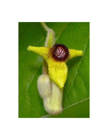 Buganvilla 10 ml Investigacion El Jardi de Les Essencies