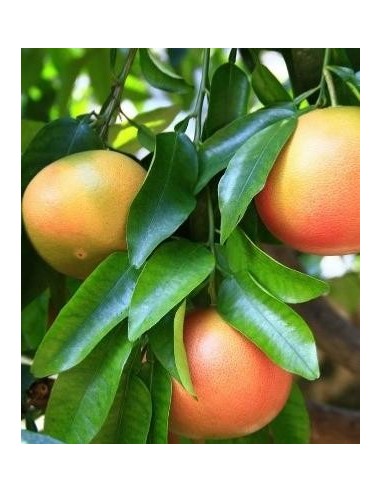 Buganvilla 10 ml Investigacion El Jardi de Les Essencies