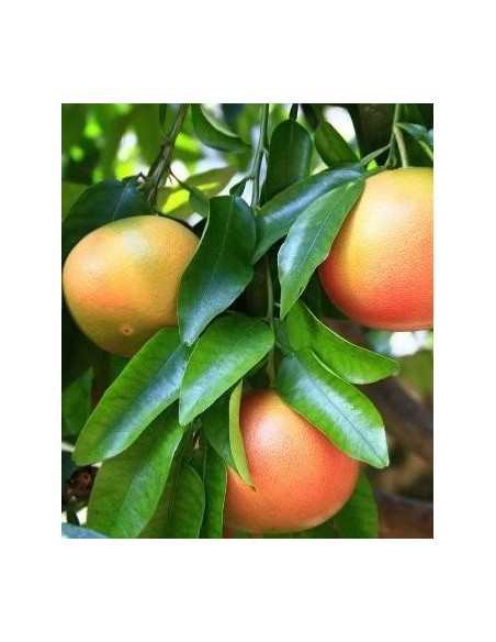 Buganvilla 10 ml Investigacion El Jardi de Les Essencies