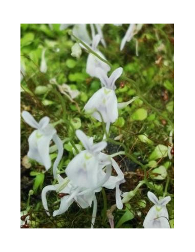 Utricularia 10 ml Investigacion El Jardi de Les Essencies