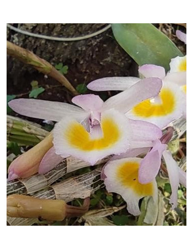 Autoestima para Amar (Orquidea Dendrobium...