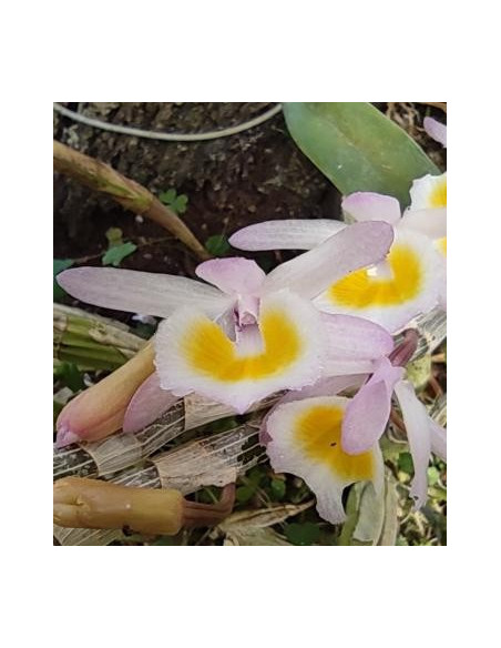 Autoestima para Amar (Orquidea Dendrobium primulinum)