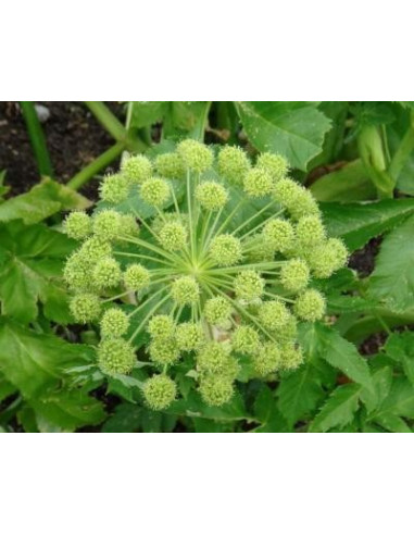 Angelica