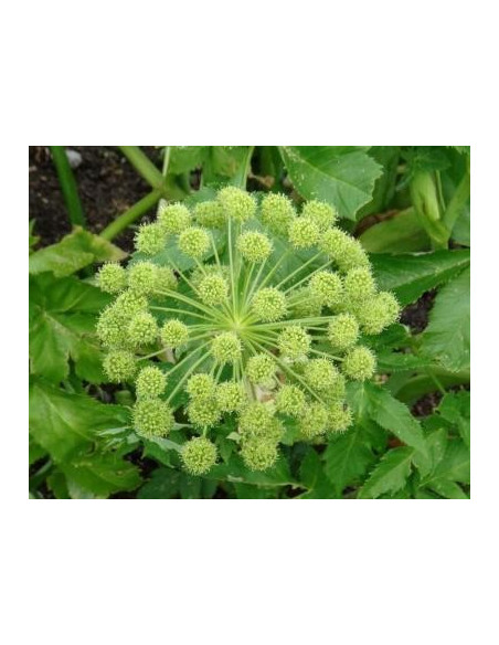 Angelica
