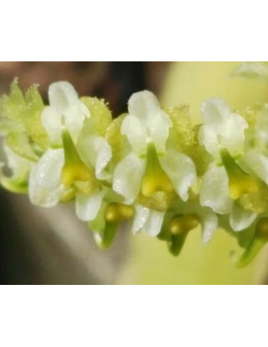 Orquidea Tantrica (Ornithocephalus ecuadoriensis)