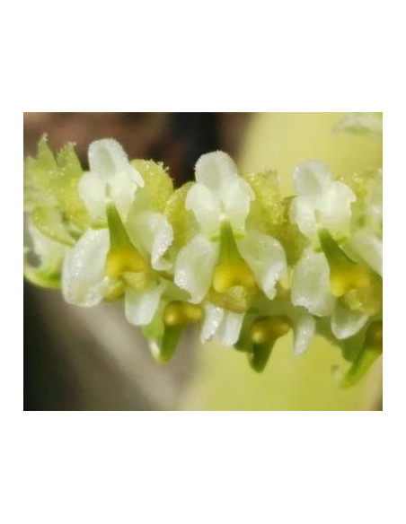 Orquidea Tantrica (Ornithocephalus ecuadoriensis)