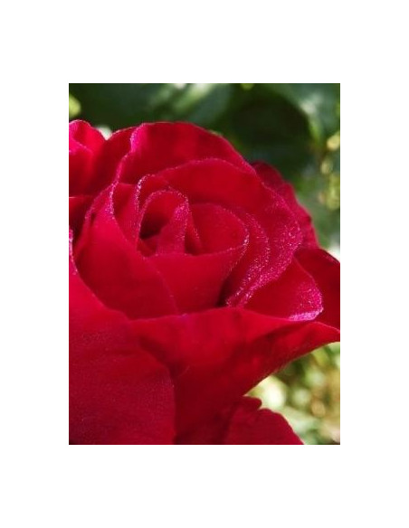 Rosa Roja