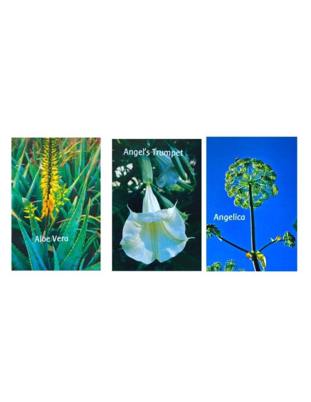 Cartas Afirma una Flor FES Quintessentials