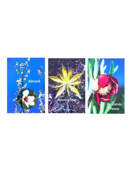 Cartas Afirma una Flor Range of Light