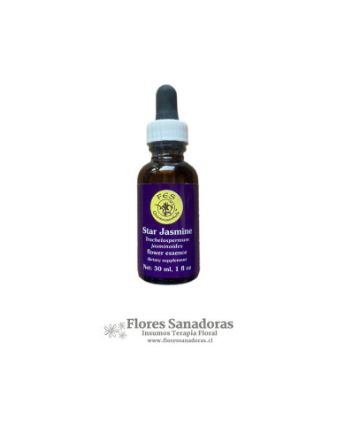Star Jasmine