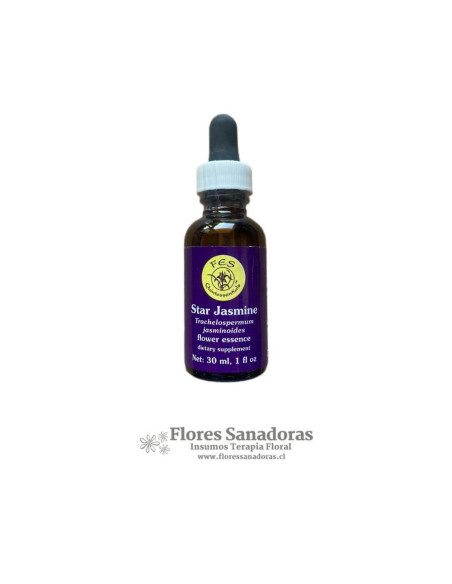 Star Jasmine