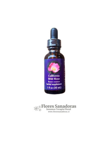 California Wild Rose