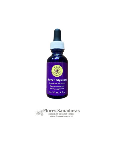 Sweet Alyssum