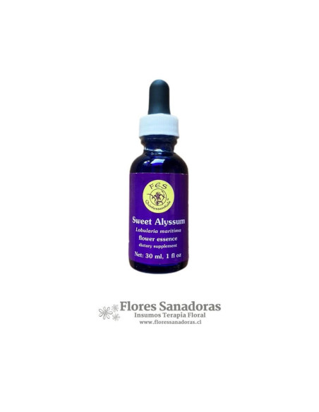 Sweet Alyssum