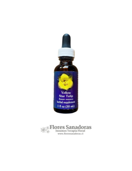 Yellow Star Tulip