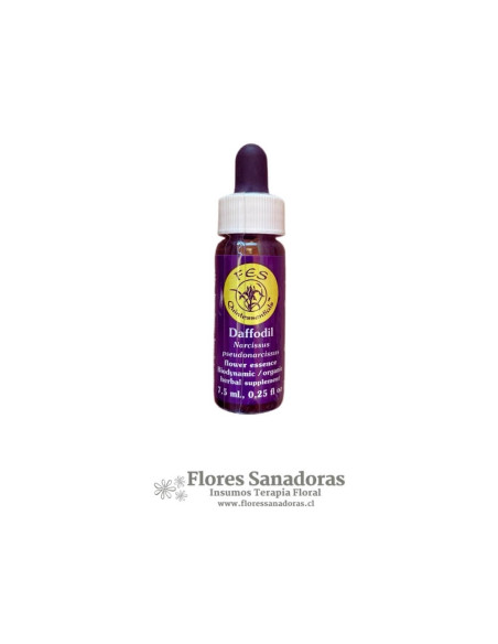 Daffodil