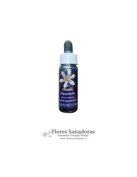 Glassy Hyacinth