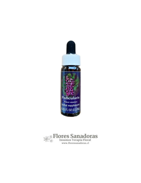Pedicularis