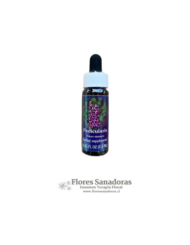 Pedicularis