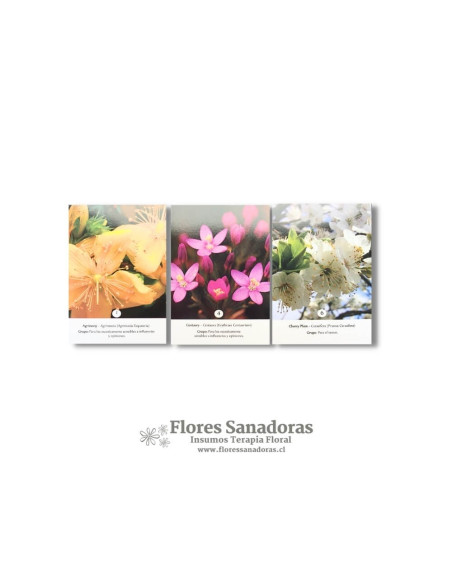 Set de Flores de Bach El Jardi de Les Essencies de 12 ml (FULL ACCESORIOS)