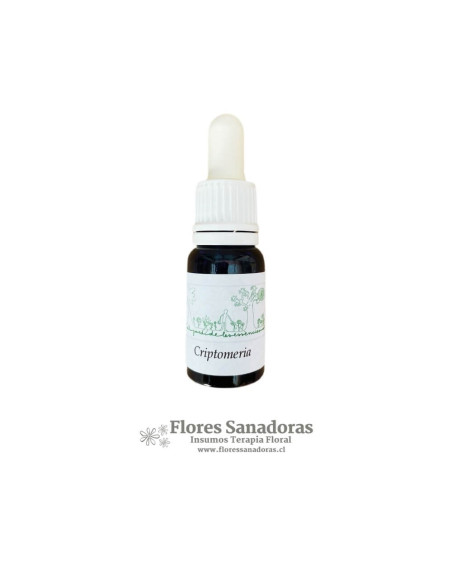 Criptomeria