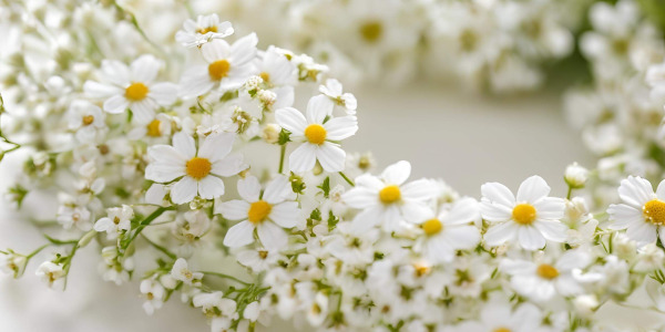 Las 38 Flores de Bach: 12 Curadores, 7 Ayudantes y 19 Restantes (Guía en Chile)